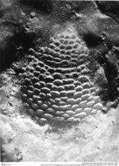 Historisches Foto von Paragalathea verrucosa (Moericke 1889) (NHMW-AFW-GEO-BACHMAYER-FOTO-1990-0041-4907)